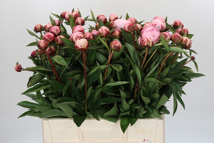 Paeonia Sarah Bernhardt Ongeplozen