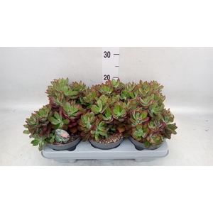 Echeveria pulvinata 'Devotion'