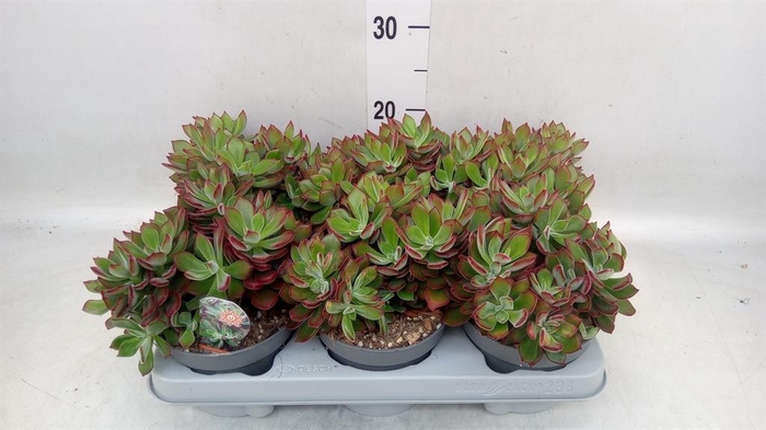<h4>Echeveria pulvinata 'Devotion'</h4>