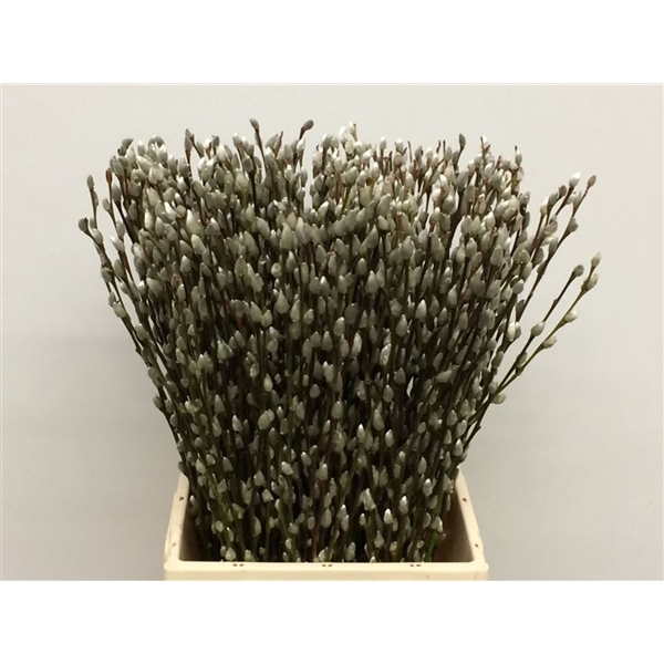 <h4>Salix Caprea 'snow Flake' (ch) Fresh!</h4>