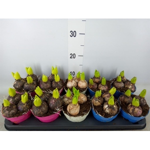 Hyacinthus orie.   ...mix 3