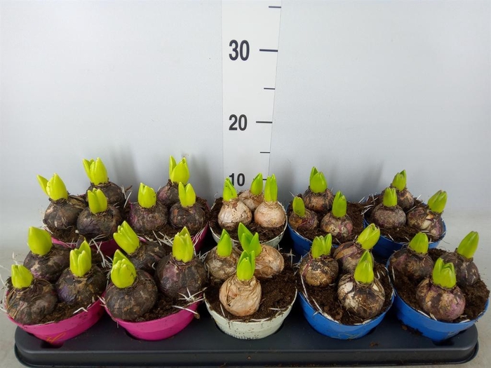 <h4>Hyacinthus orie. ...mix 3</h4>