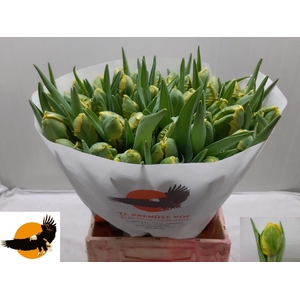 TU PA J V NES PARROT