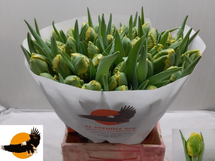 <h4>TU PA J V NES PARROT</h4>