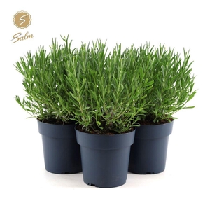 Lavandula ang. 'Felice'® Collection P15