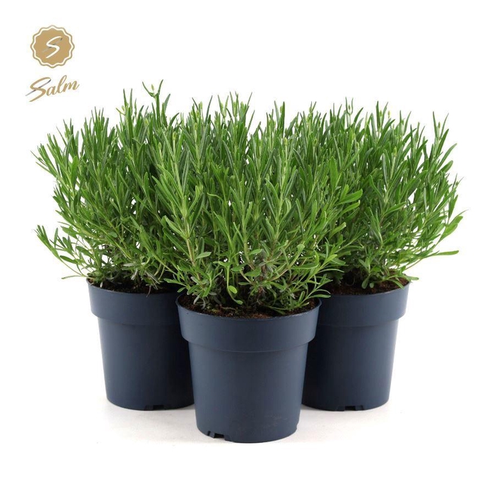 <h4>Lavandula ang. 'Felice'® Collection P15</h4>