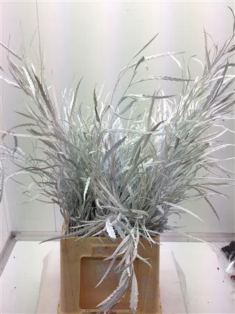 <h4>Grevilea Wit</h4>