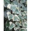 Hedera helix