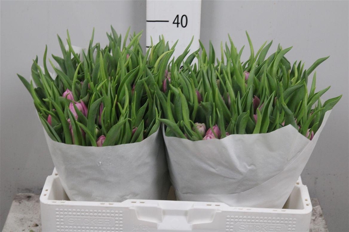 <h4>Tu Du Double Price</h4>