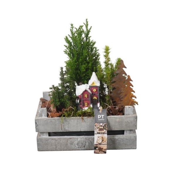 <h4>PTCWW2760 Arrangement Winter in hout kist</h4>