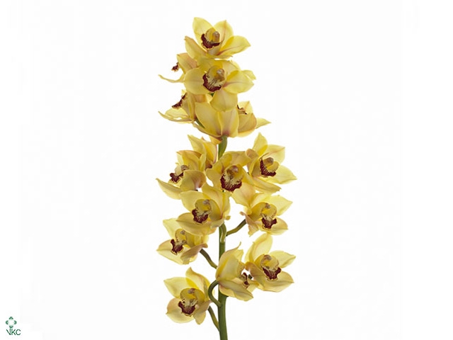 Cymbidium Sunkist Doos