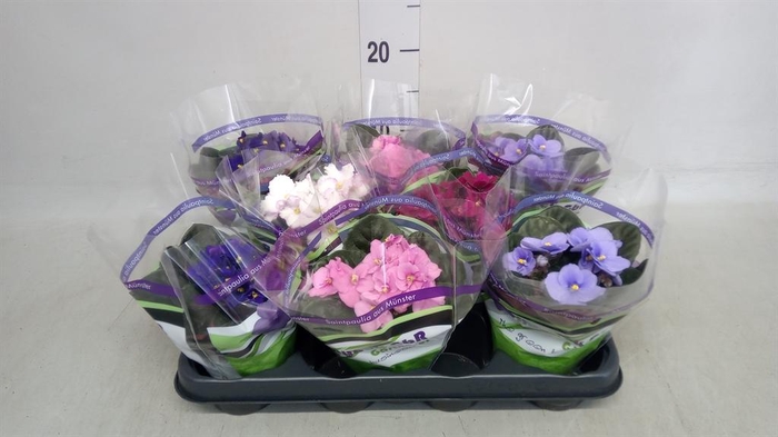 <h4>Saintpaulia ...</h4>