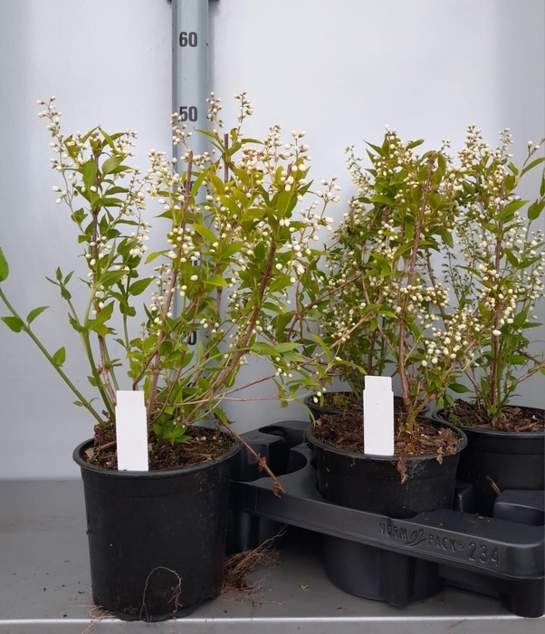 <h4>DEUTZIA GRACILIS</h4>