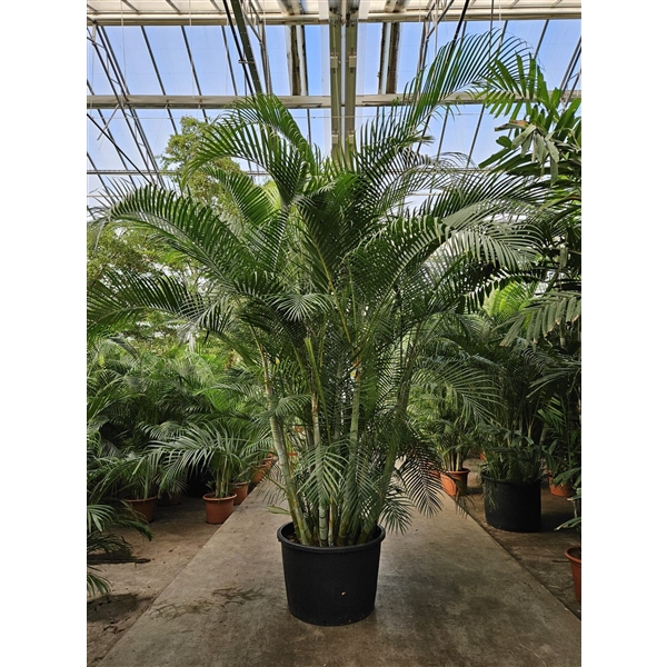 <h4>Dypsis lutescens (Areca)</h4>