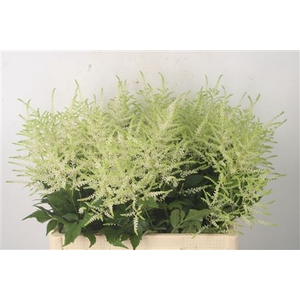 Astilbe Wasingthon White