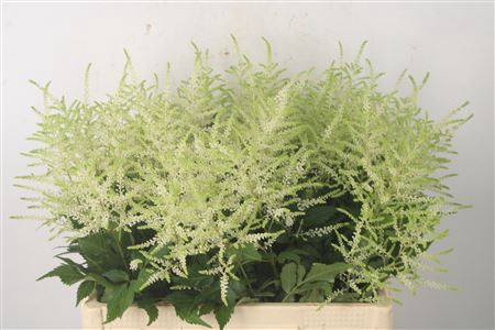 <h4>Astilbe Wasingthon White</h4>