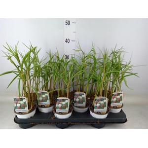 Fritillaria meleagris