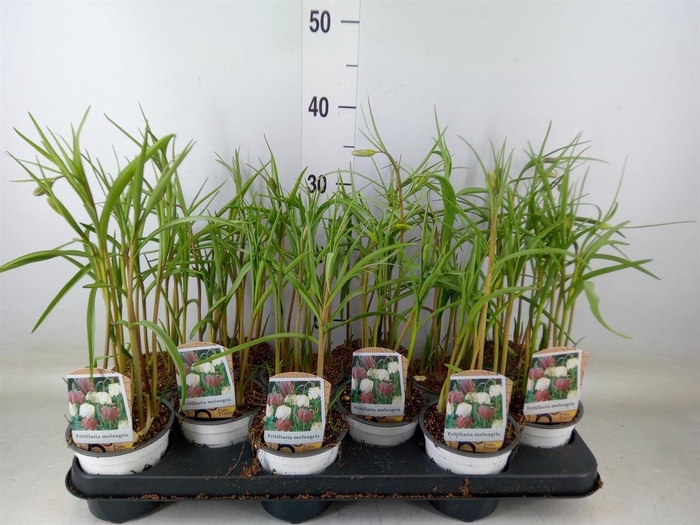 <h4>Fritillaria meleagris</h4>