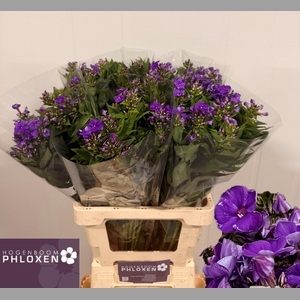 PHLOX P CRISSY