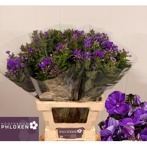 PHLOX P CRISSY