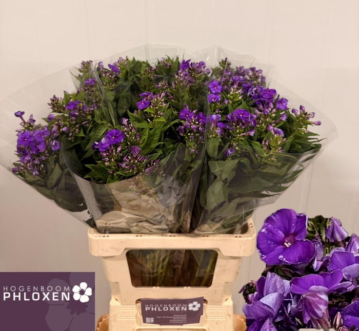 <h4>PHLOX P CRISSY</h4>