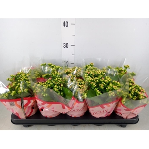 Kalanchoe blos. 'RosDon Alano'