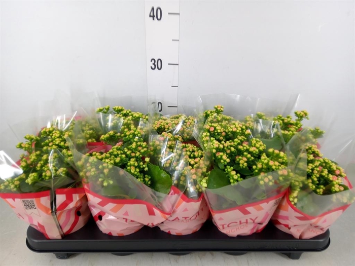 <h4>Kalanchoe blos. 'RosDon Alano'</h4>