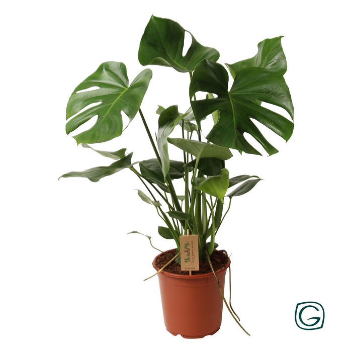 <h4>Monstera delic.</h4>