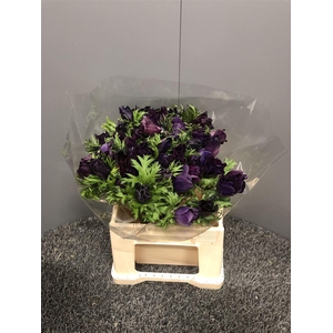 Anem Mistral + Magenta