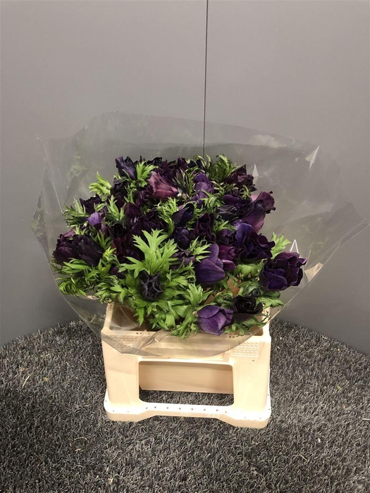 <h4>Anem Sup Magenta</h4>