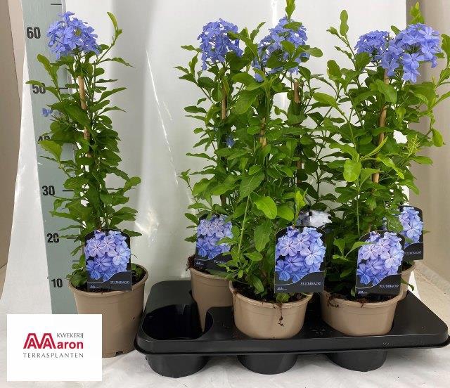 <h4>PLUMBAGO AURICULATA</h4>