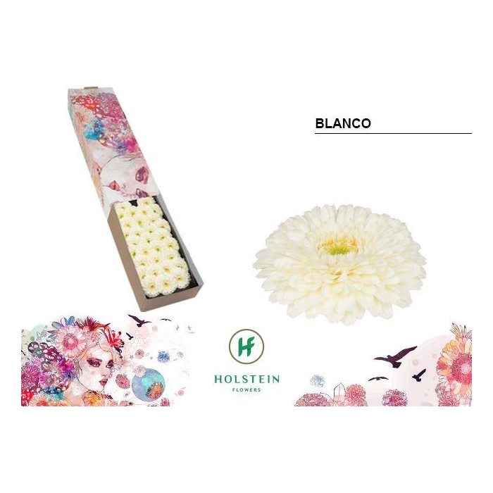 <h4>Ge Bv Gerponi Blanco</h4>