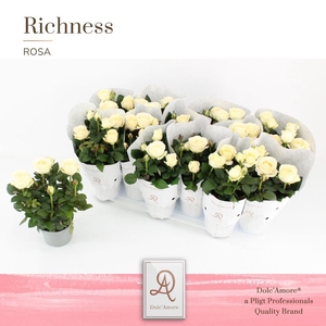 Rosa Inf. White Dolc'Amore Metallic Richness