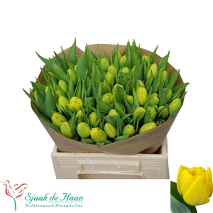 TU DU DOUBLE TROUBLE