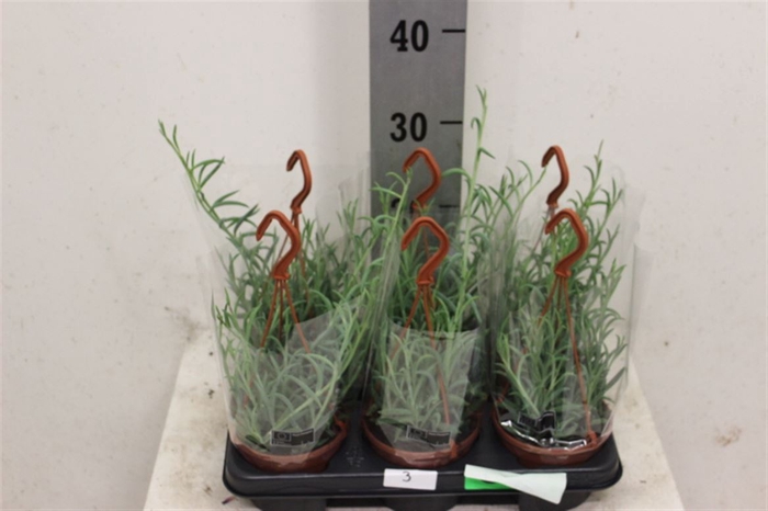 <h4>Senecio Hangpot</h4>