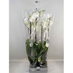 Phalaenopsis  'White World'