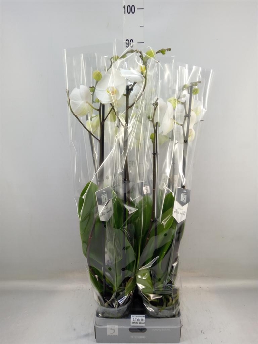 <h4>Phalaenopsis 'White World'</h4>