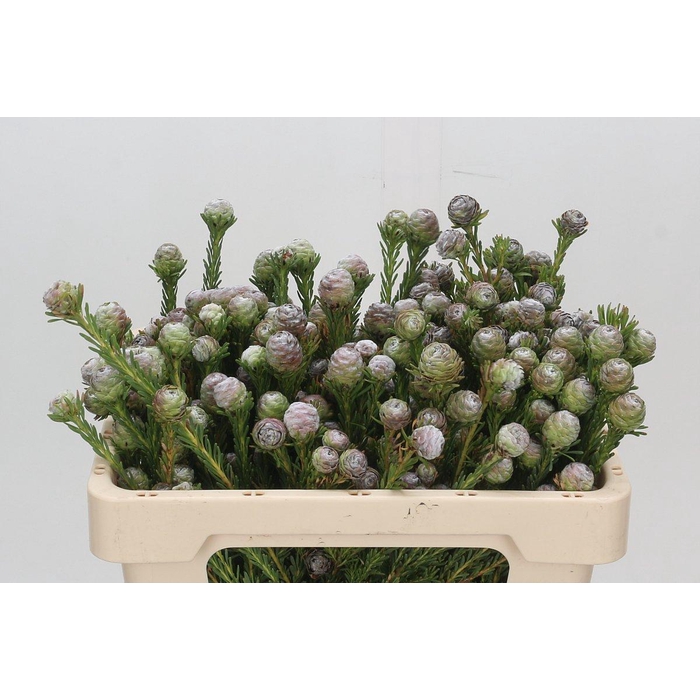 <h4>Kaaps Groen Tortum</h4>