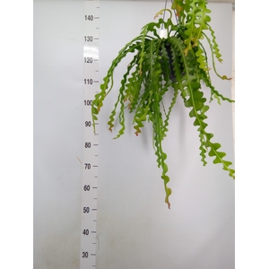 Epiphyllum anguliger