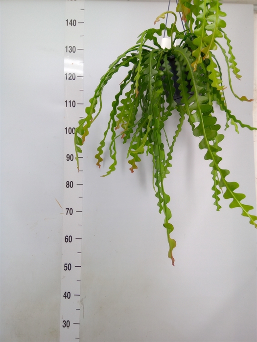 <h4>Epiphyllum anguliger</h4>