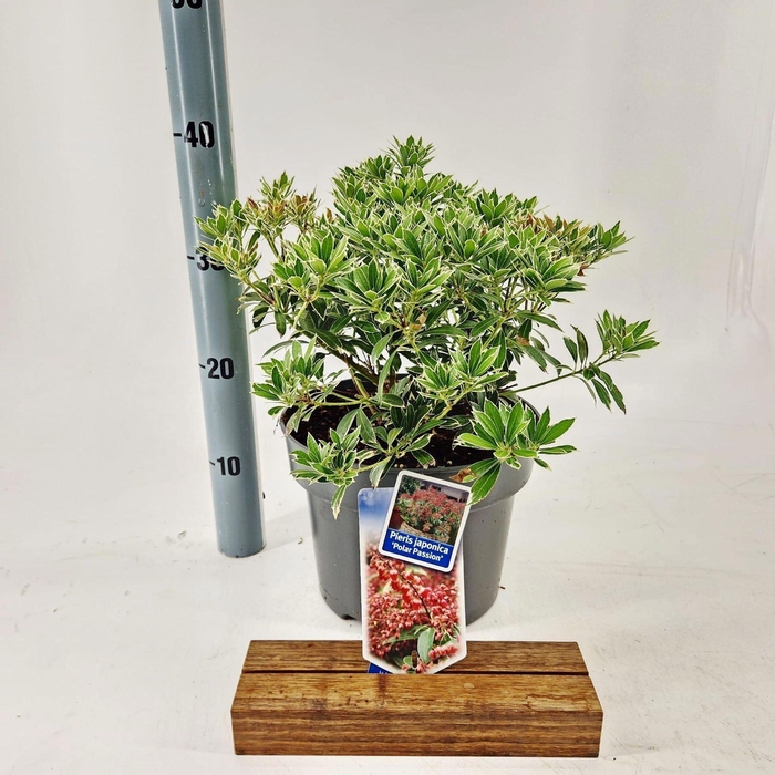 <h4>Pieris Passion</h4>