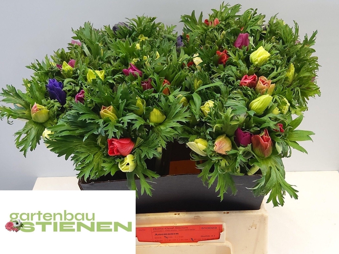 <h4>ANEM CO MONA LIS MIX</h4>