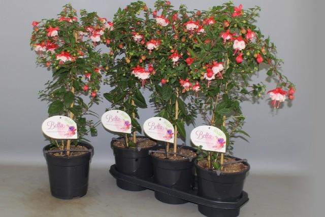 <h4>FUCHSIA OV</h4>