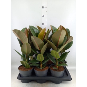 Ficus elastica 'Robusta'