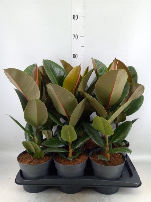 <h4>Ficus elastica 'Robusta'</h4>