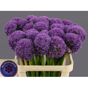 ALLIUM GLOBEMASTER