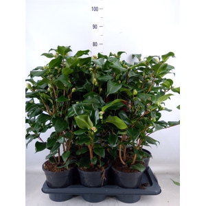 Camellia japonica 'Dr King'