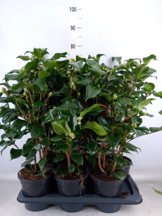 <h4>Camellia japonica 'Dr King'</h4>