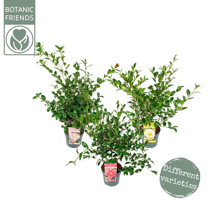 <h4>Camellia sasanqua</h4>