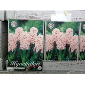 Hyacinthus   ...flowerbulbs